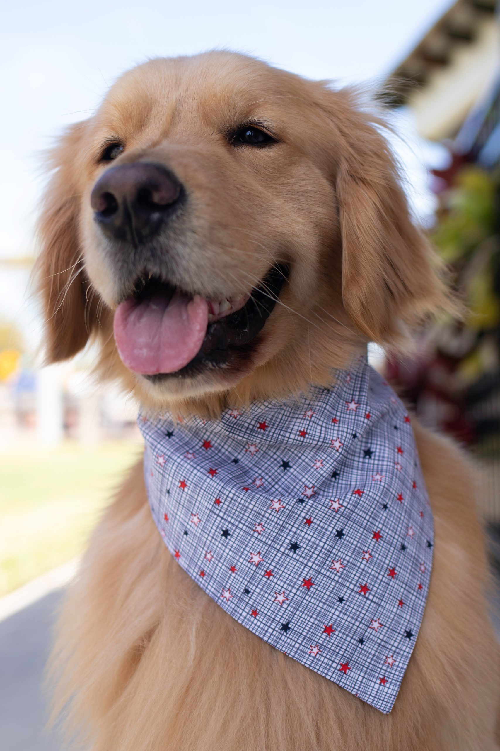 Professional pet photography