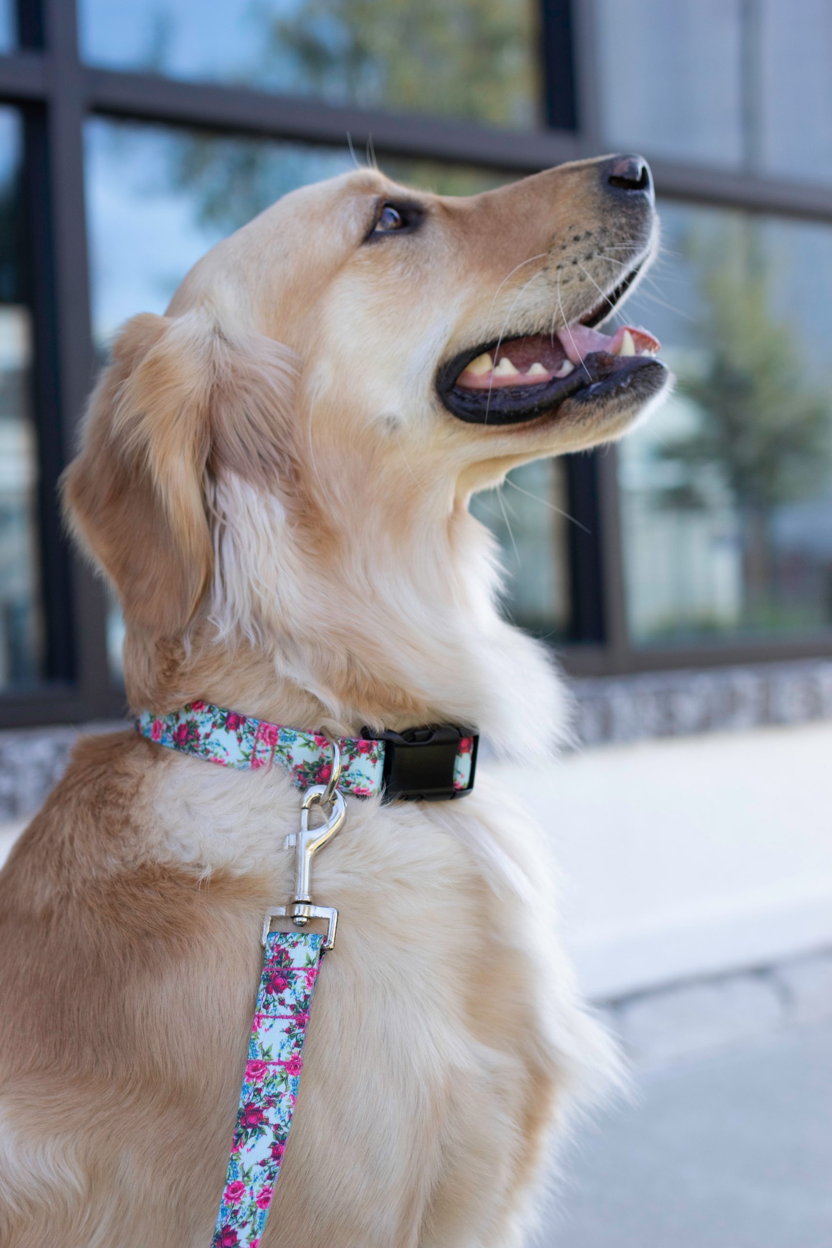 Puppy photography