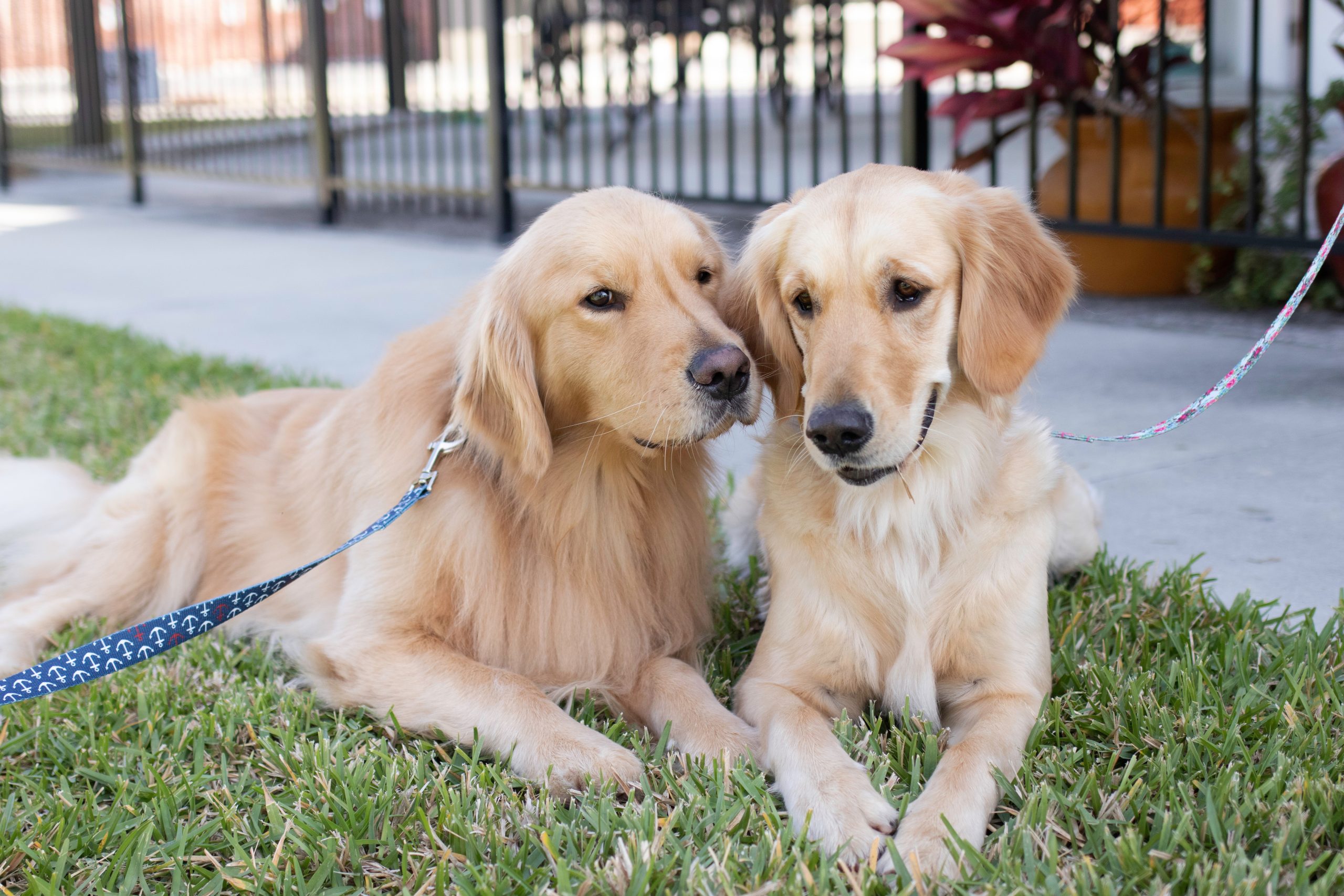 Pet portrait photography